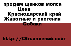 продам щенков мопса › Цена ­ 10 000 - Краснодарский край Животные и растения » Собаки   